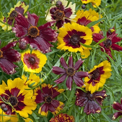Picture of Coreopsis - Hybrida Incredible Dwarf Mix